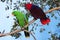 Eclectus Parrot, eclectus roratus, Pair standing on Branch