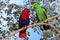 Eclectus Parrot, eclectus roratus, Pair standing on Branch, Male green and Female Red