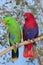 Eclectus Parrot, eclectus roratus, Pair standing on Branch, Male green and Female Red