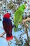 Eclectus Parrot, eclectus roratus, Pair standing on Branch, Male green and Female Red