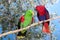 Eclectus Parrot, eclectus roratus, Pair standing on Branch, Male green and Female Red
