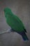 The eclectus parrot Eclectus roratus is a parrot native to the Solomon Islands, Sumba, New Guinea
