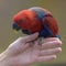 Eclectus parrot, Eclectus roratus, a parrot native to the Solomon Islands, Sumba, New Guinea and nearby islands, northeastern