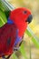The eclectus parrot ,Eclectus roratus, portait of the red female eclectus with color background. Red parrot with green background