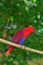 Eclectus parrot Female (Red)