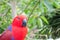 Eclectus parrot in Loro Park Tenerife