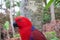 Eclectus parrot in Loro Park Tenerife.