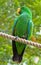 Eclectus Parrot perched on a Rope