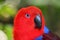 Eclectus Parrot potrait in park, colorful Australian wildlife