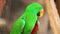 Eclectus parrot, Scientific name