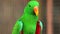 Eclectus parrot, Scientific name Eclectus roratus bird