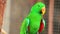 Eclectus parrot, Scientific name Eclectus roratus bird