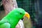 Eclectus parrot, Scientific name & x22;Eclectus roratus& x22; bird in the zoo