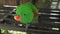 Eclectus parrot walks on bench stock footage video