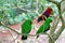 Eclectus parrots in Australia