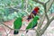 Eclectus parrots in Australia