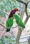 Eclectus parrots in Australia