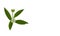 Eclipta Alba, Eclipta Prostrata or Bhringraj, also known as False Daisy is an effective herbal medicinal plant in Ayurvedic medici