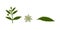 Eclipta Alba, Eclipta Prostrata or Bhringraj, also known as False Daisy is an effective herbal medicinal plant in Ayurvedic medici
