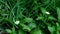 Eclipta Alba flower, Eclipta Prostrata or Bhringraj, also known as False Daisy is an effective herbal medicinal plant