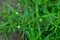 Eclipta alba flowers. Asteraceae annual plants native to tropical America.