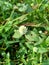 Eclipta alba Urang-aring, false daisy, false daisy, yerba de tago, Karisalankanni, bhringraj with natural background. this plant