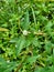 Eclipta alba Urang-aring, false daisy, false daisy, yerba de tago, Karisalankanni, bhringraj with natural background. this plant