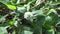 Eclipta alba Urang-aring, false daisy, false daisy, yerba de tago, Karisalankanni, bhringraj with natural background. this plant