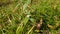 Eclipta prostrata plant with flower.