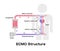 ECMO  Extracorporeal membrane oxygenation  structure vector illustration