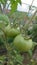 Eco agriculture - fruits and vegetables cultivated with bio standards - tomatoes, eggplant and peppers