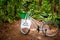 Eco bag NO MORE PLASTIC in green basket of old lonely bicycle on Ground rural road in the middle of tropical jungle