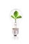 Eco concept: lightbulb with green plant inside