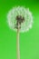 Eco dandelion