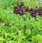 Eco-friendly backyard vegetable garden
