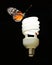 An eco-friendly CFL Bulb with butterfly & lady bug