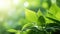 Eco-Friendly Elegance: Green Leaf Close-Up on Sunlit Blurred Greenery