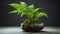 Eco-friendly Fern Bonsai Tree With Moss On Dark Background