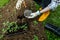 Eco friendly gardening. Woman preparing soil for planting, fertilizing with compressed chicken manure pellets. Organic fertiliser.