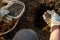 Eco friendly gardening. Woman preparing soil for planting, fertilizing with compressed chicken manure pellets. Organic fertiliser.