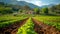 Eco-Friendly Harvest: Close-Up of Rows of Plants in Sustainable Farm