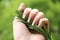 Eco friendly nail polish: mint coloured manicure