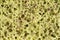 Eco friendly natural bamboo sponge texture. Porous green background. Washing sponge. Macro