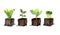Eco-friendly set of plant seedlings