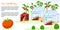 Eco gardening in greenhouses farm flat concept vector illustration, cartoon tiny woman farmer gardener character working