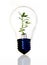 Eco light bulb with bamboo