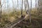 Eco path wooden walkway, ecological trail path - route walkways laid in the forest