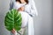 Eco pregnancy. Pregnant woman with big belly advanced pregnancy holding green tropical palm monstera leaf in hand.