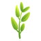 Eco sage icon cartoon vector. Leaf plant