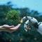Eco tech alliance Tree in human hand and robotic hands symbolizes unity